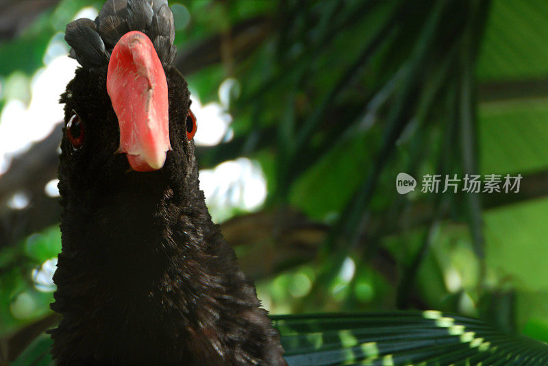 mitu curassow。